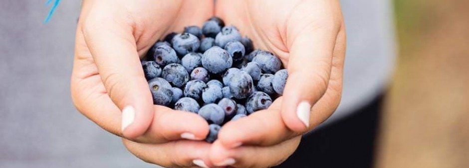 Wild Blueberries