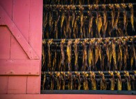 Traditionally smoked herring in the Îles de la Madeleine