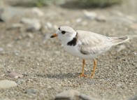 piping plover