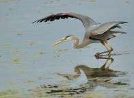 great blue heron