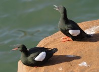 Guillemots