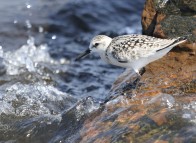 Bécasseau sanderling