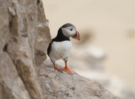 Puffin