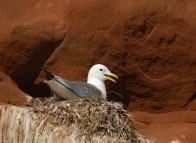 Mouette