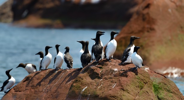 The archipelago is perfect for bird watchers