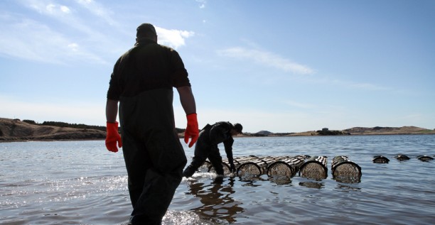 Anchorage of lobster cages in the Îles de la Madeleine