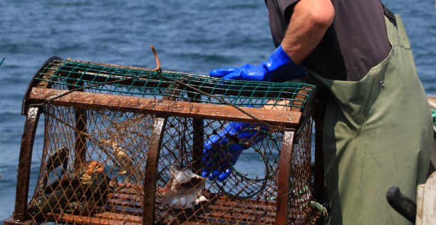 Lobster cage ready to be placed at the bottom of the sea