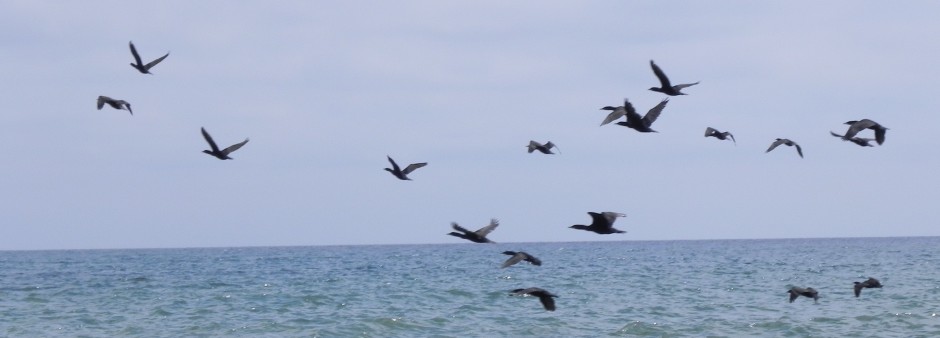 oiseaux en vol
