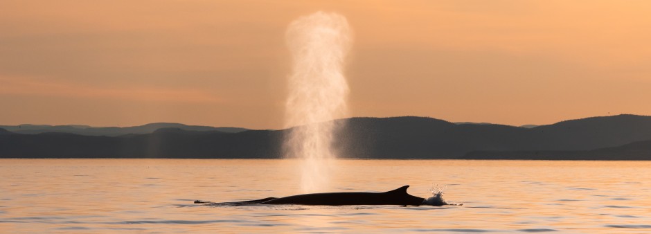 Baleine sur le fleuve au coucher de soleil