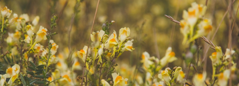 flowers in a field