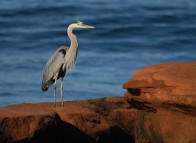 Great blue heron