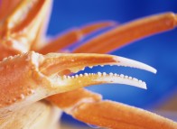 crab