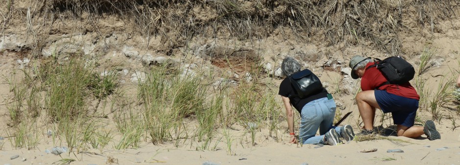 Plantation de foin de dune Touristes participant à une activité de tourisme régénératif aux Îles de la Madeleine pour protéger les dunes contre l'érosion