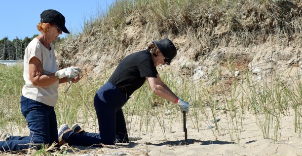 Personnes pratiquant le tourisme régénératif aux Îles de la Madeleine en plantant des végétaux pour protéger les dunes contre l'érosion