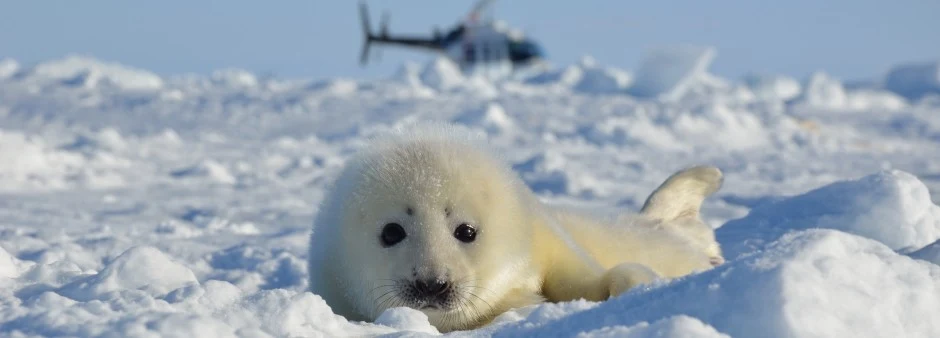 Seal Observation in Îles de la Madeleine